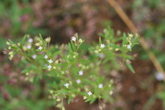 Hedyotis puberula